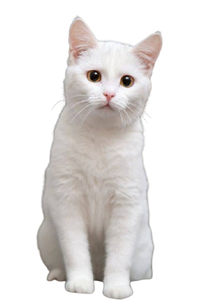 Milo the cat