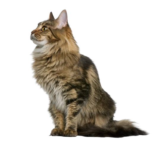 Milo the cat