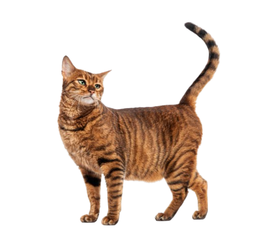 Milo the cat