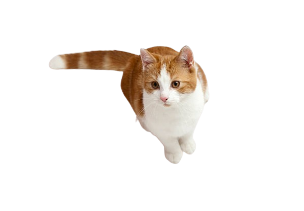 Milo the cat
