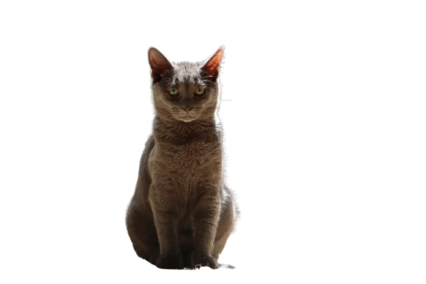Milo the cat