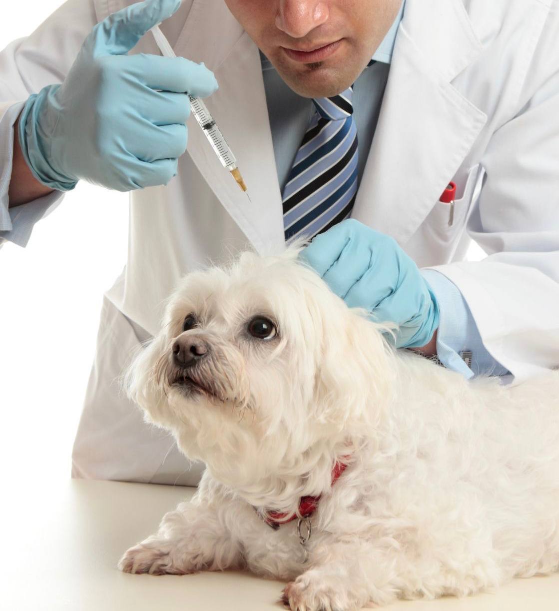 Pet Vaccination