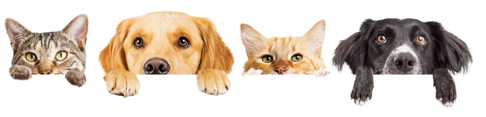 Cat and dogs